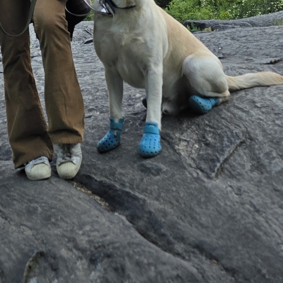 CROCS for dogs!! WAGWELLIES MOJAVE - Picture 2 of 2
